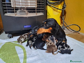 Teckel Miniatura perros Teckel miniatura - Anuncio 1