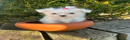 Bichón Maltés perros en venta: Bichón Maltés Mini  - Anuncio 3