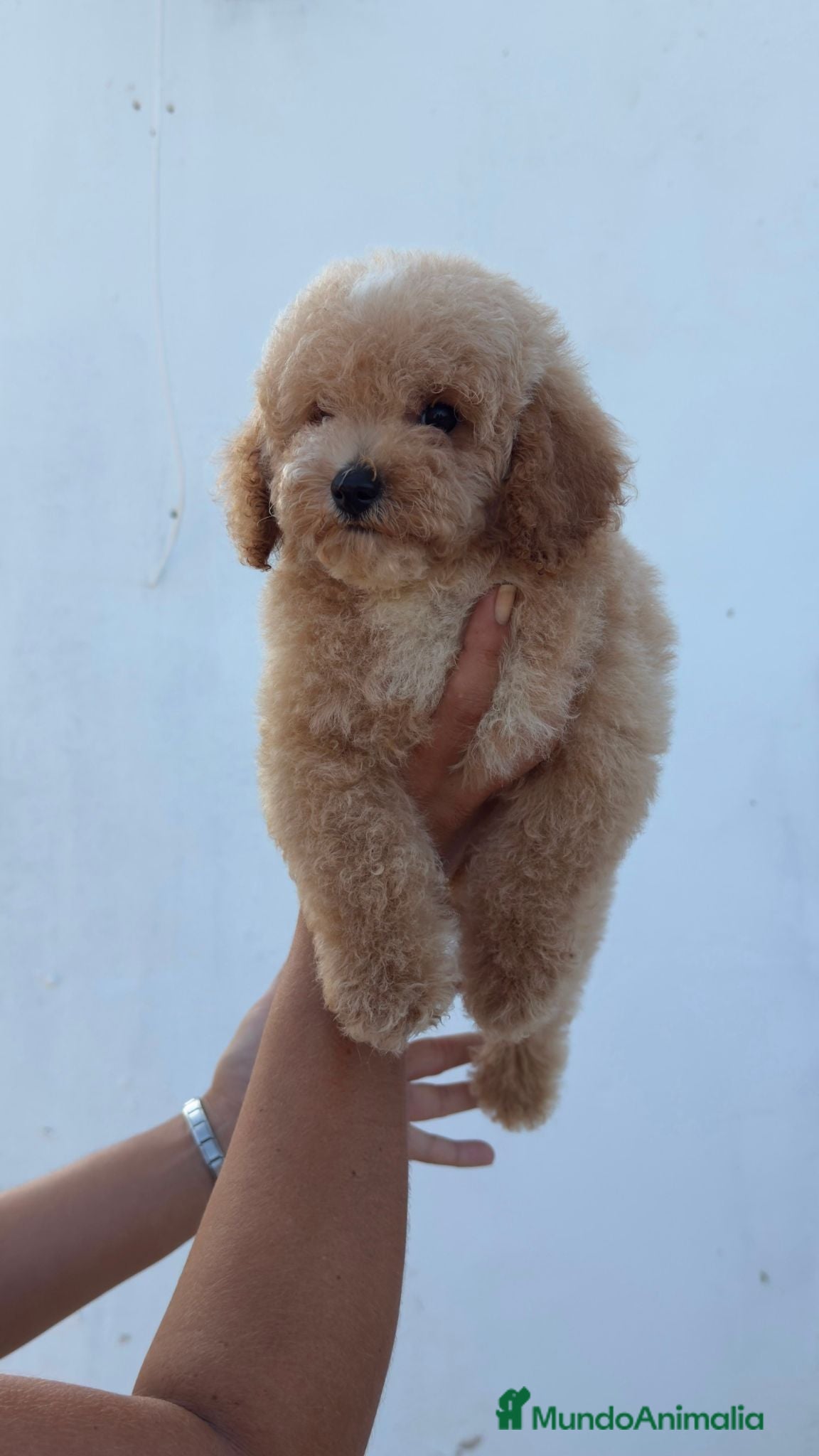 Caniche Toy perros Caniche toy precio real - Anuncio 1