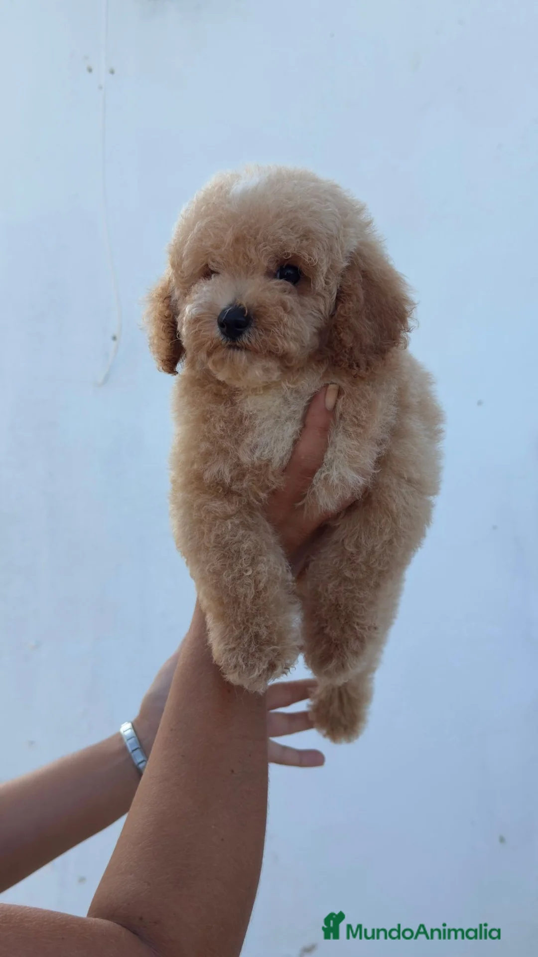 Caniche Toy perros en venta: Caniche toy precio real - Anuncio 1