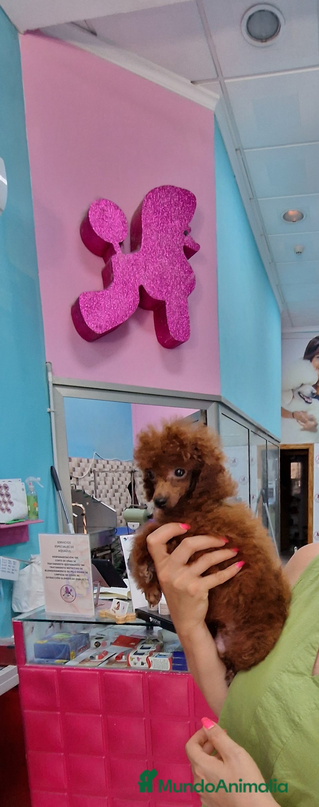 Caniche Toy perros en venta: MACHO ASIATICO 100% - Imagen 1