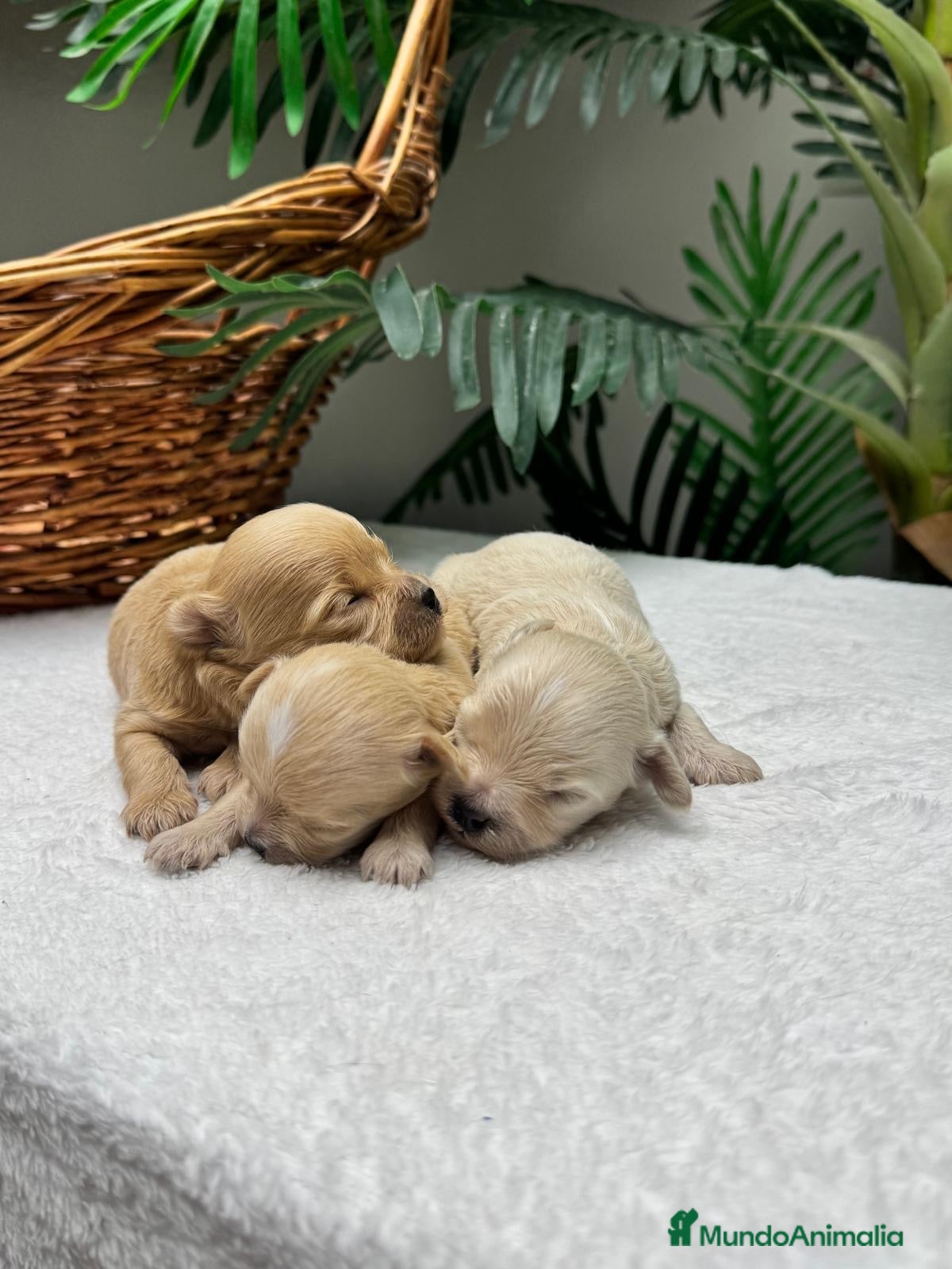 Maltipoo perros MALTIPOO COREANO - Anuncio 34