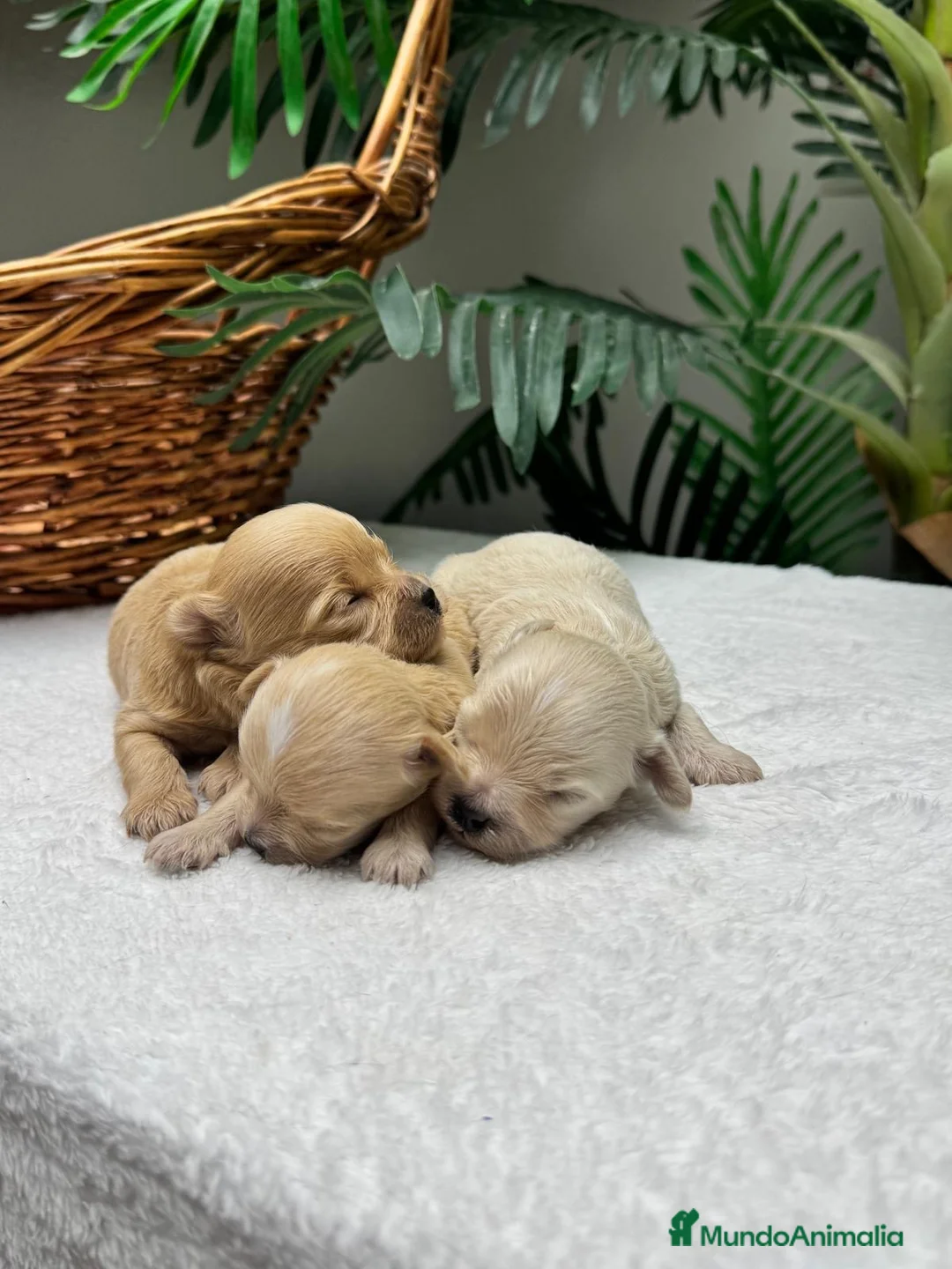 Maltipoo perros en venta: MALTIPOO COREANO - Anuncio 2
