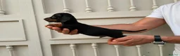 Teckel Miniatura perros en venta: Disponibles cachorros de Teckels - Anuncio 3