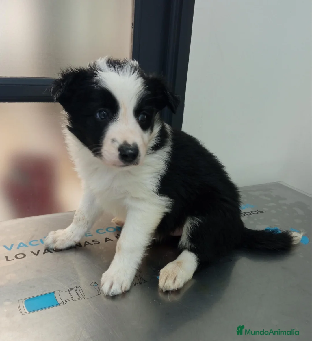 Border Collie perros en venta: Border Collie  - Anuncio 2