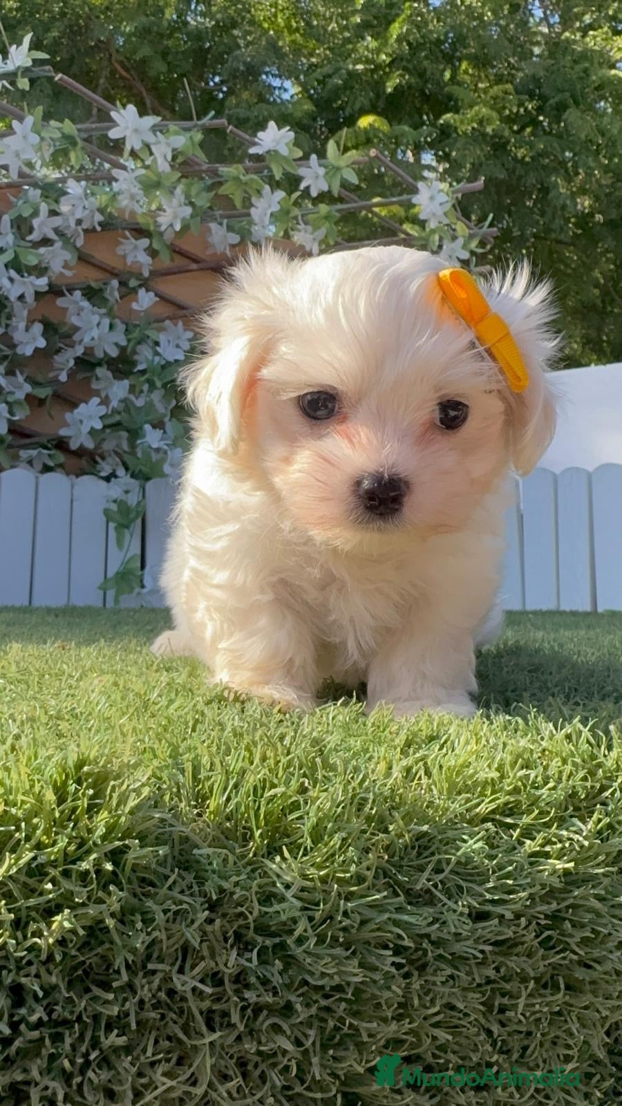 Bichón Maltés perros BICHON MALTES-DULZURA EN ESTADO PURO - Anuncio 2