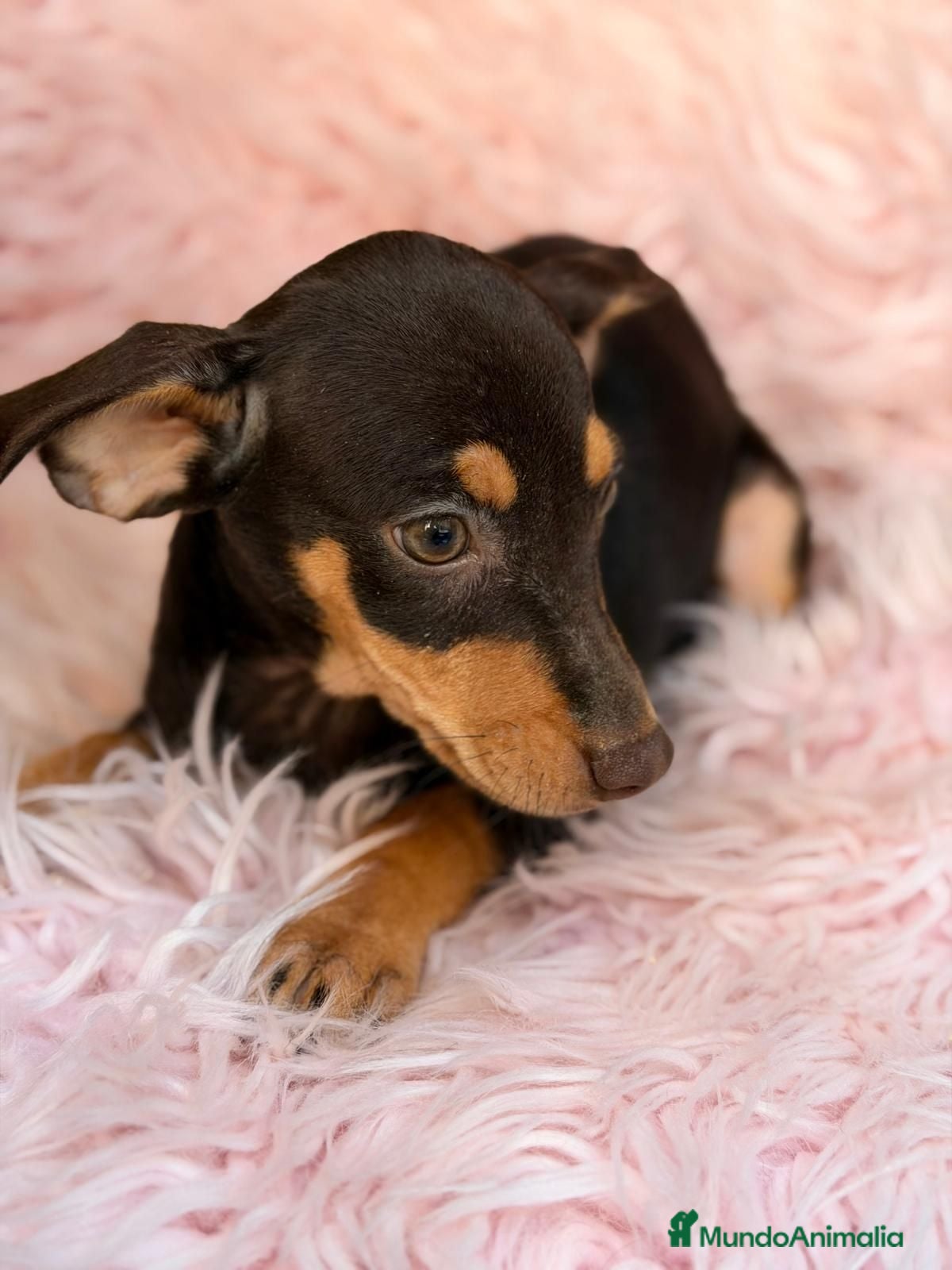 Pinscher Miniatura perros MINI PINCHER CHOCOLATE HEMBRA  - Anuncio 2
