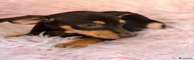 Pinscher Miniatura 1