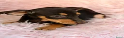 Pinscher Miniatura perros en venta: MINI PINCHER CHOCOLATE HEMBRA  - Anuncio 1