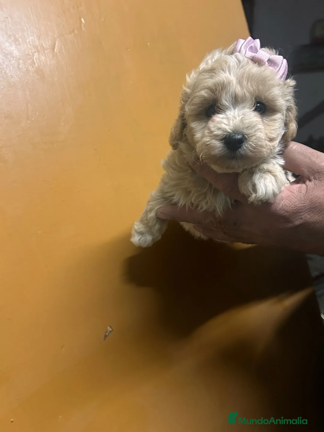 Maltipoo perros en venta: Maltipoo 628789235 - Anuncio 3