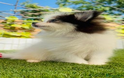 Pomerania perros en venta: POMERANIA HEMBRA - Imagen 12