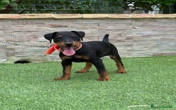 Terrier Alemán de Caza perros en venta: Cachorro macho Jagd terrier  - Imagen 6