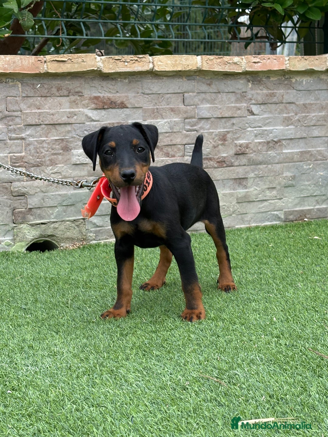 Terrier Alemán de Caza perros en venta: Cachorro macho Jagd terrier  - Imagen 6