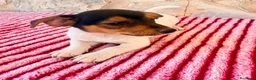 Jack Russell Terrier perros en venta: Jack Russell terrier  - Anuncio 8