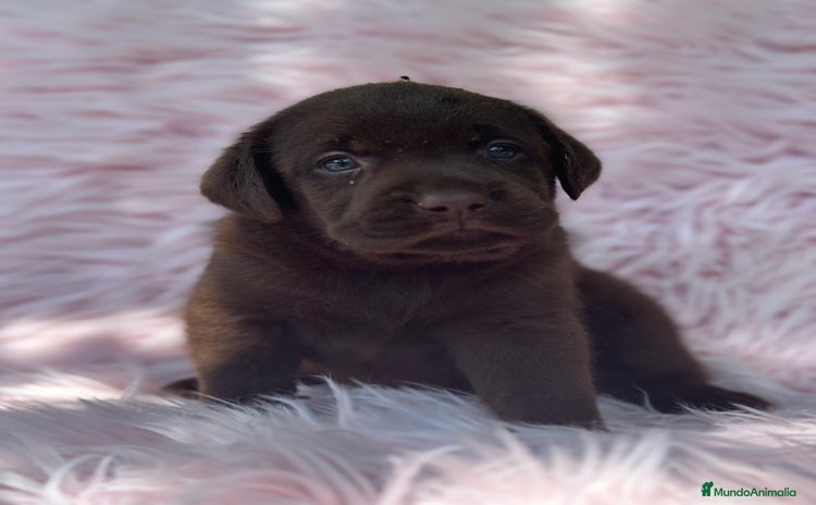 Labrador Retriever perros - Anuncio 1