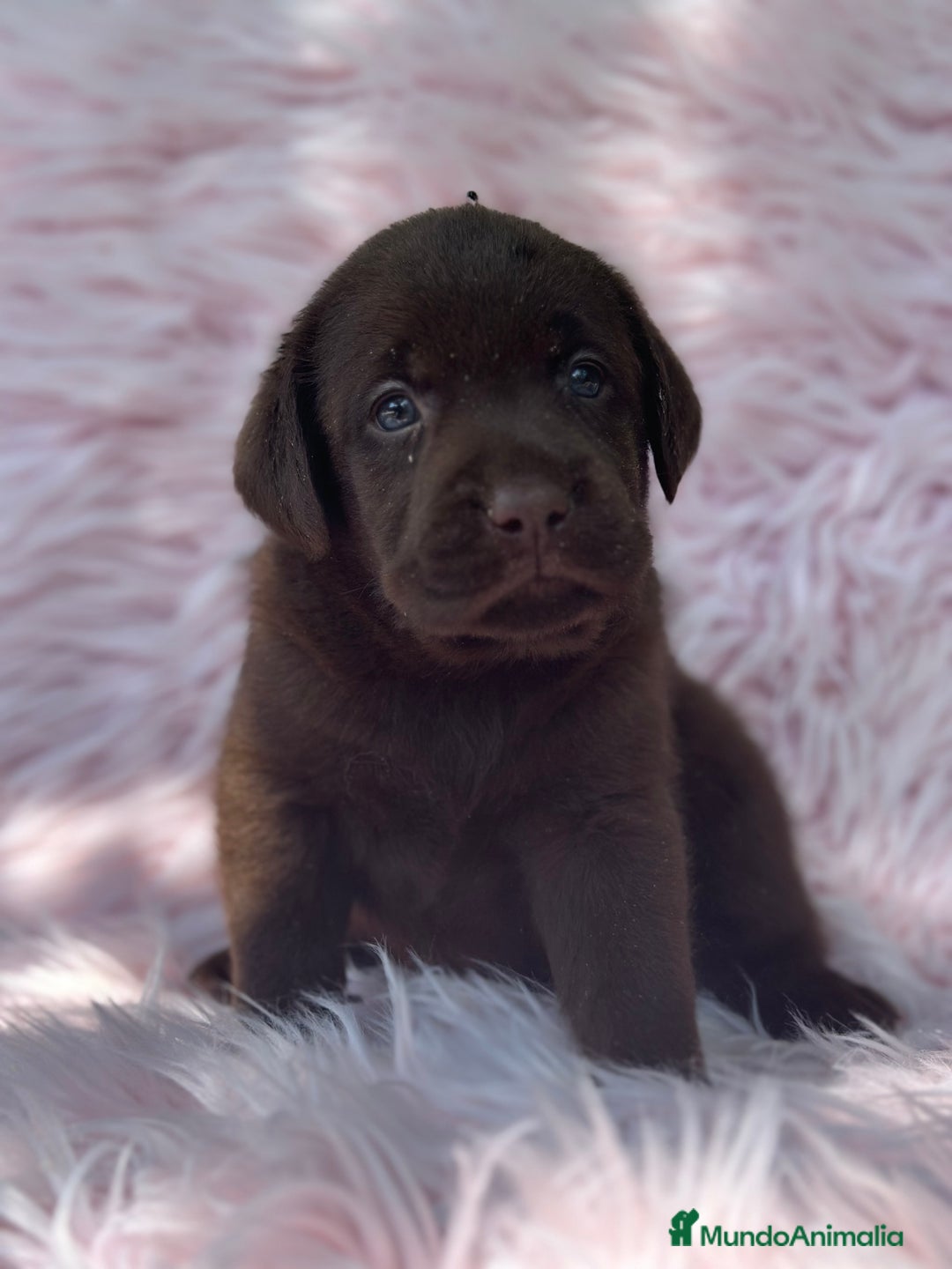 Labrador Retriever perros en venta: LABRADOR RETRIEVER CHOCOLATE HEMBRA - Imagen 1