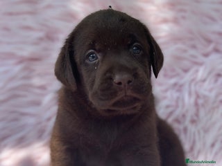 Labrador Retriever perros - Anuncio 12
