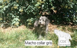 Caniche Enano perros en venta: Caniches EXCLUSIVOS!!! - Imagen 7