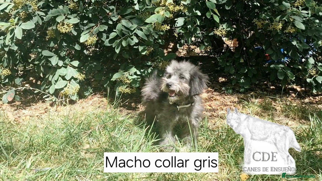 Caniche Enano perros en venta: Caniches EXCLUSIVOS!!! - Imagen 7