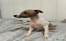 Pequeño Lebrel Italiano perros en venta: Piccolo italiano  - Imagen 2