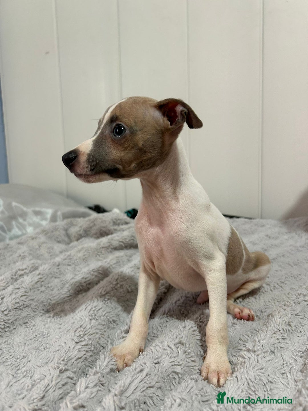 Pequeño Lebrel Italiano perros en venta: Piccolo italiano  - Imagen 2