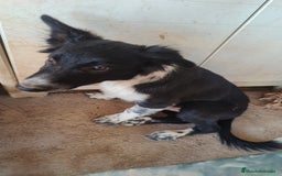 Border Collie perros en venta: Últimos border collie disponibles - Imagen 2
