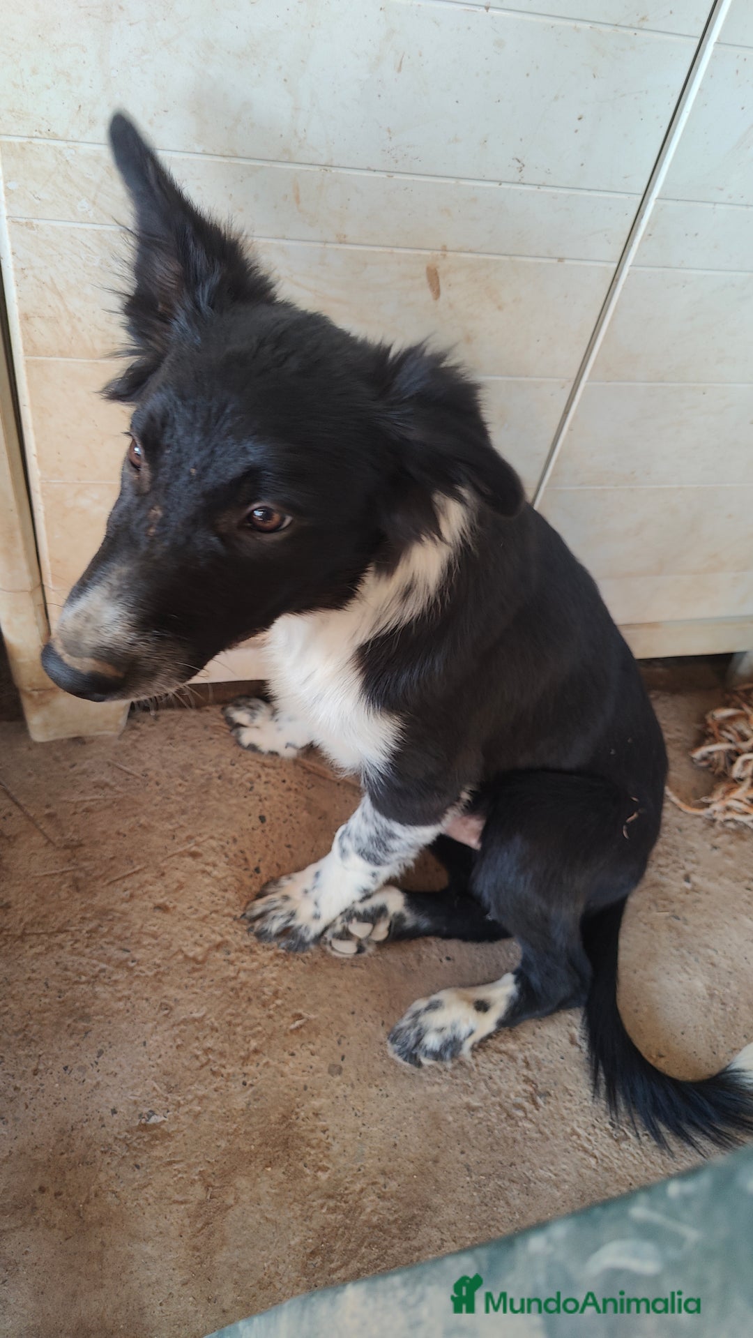 Border Collie perros en venta: Últimos border collie disponibles - Imagen 2