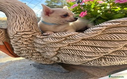 Chihuahua perros en venta: Chihuahua Blanco Macho cabeza manzana !!! - Imagen 9