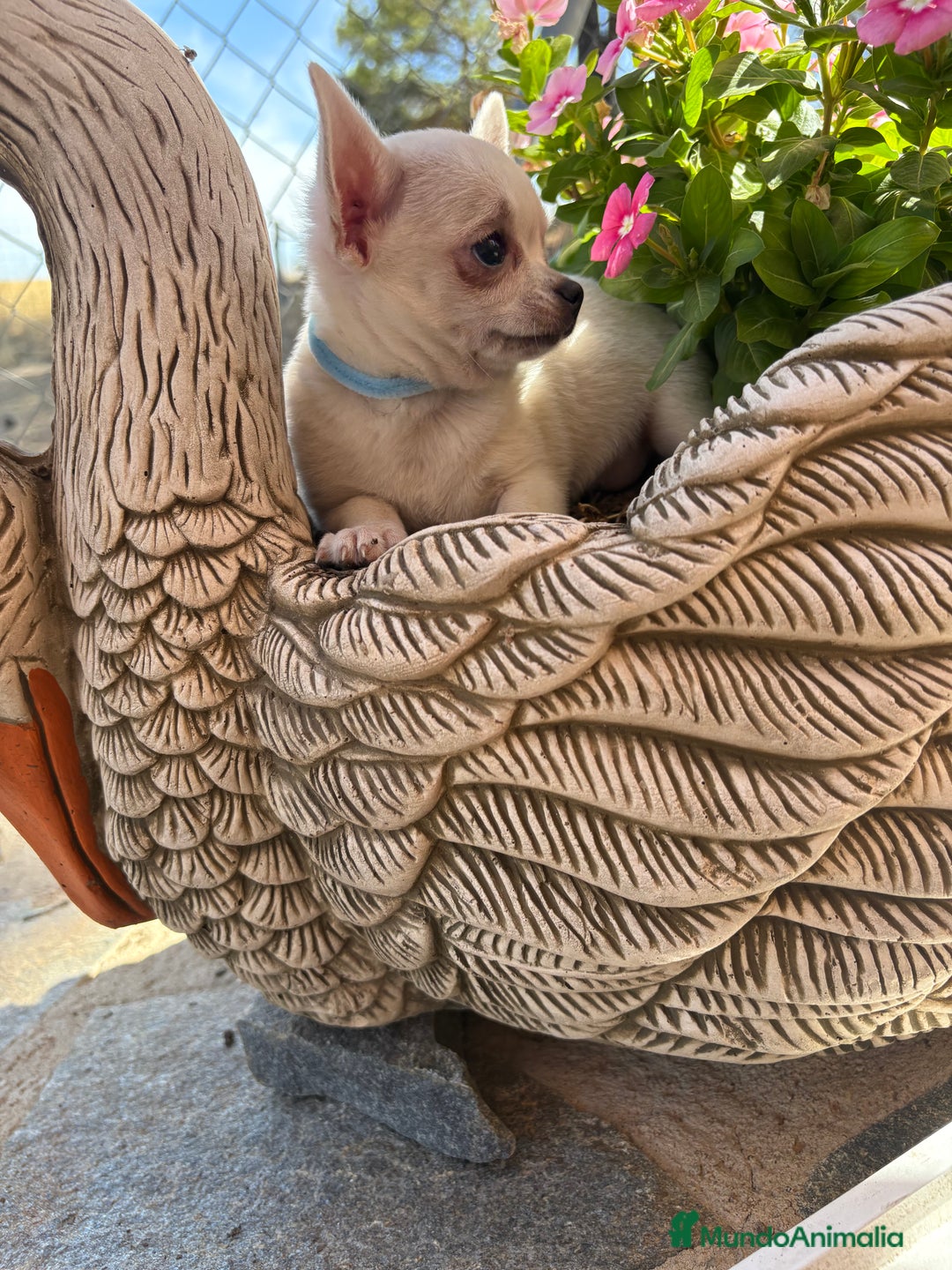 Chihuahua perros en venta: Chihuahua Blanco Macho cabeza manzana !!! - Imagen 9