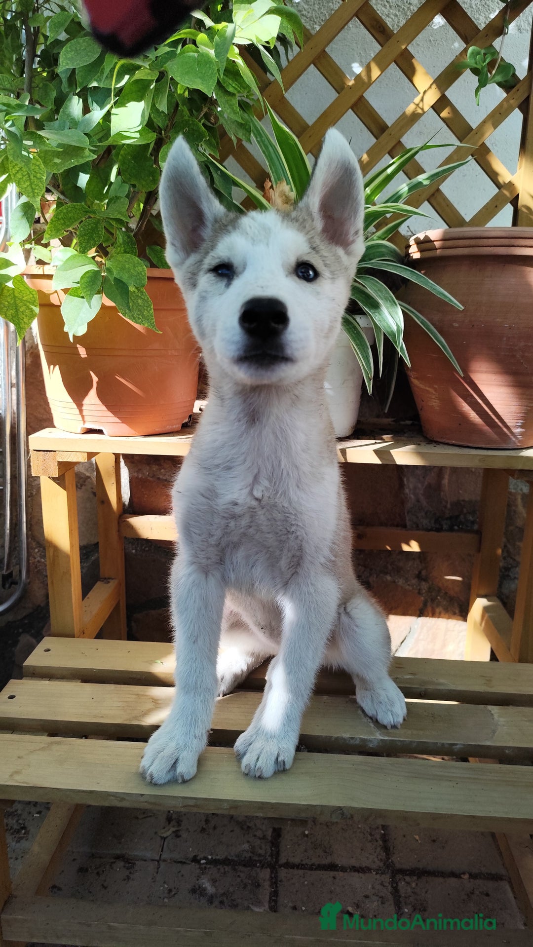 Husky Siberiano perros en venta: Husky siberiano Macho - Imagen 1