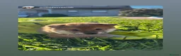Shiba Inu perros en venta: SHIBA INU EN PONTEVEDRA - Anuncio 3