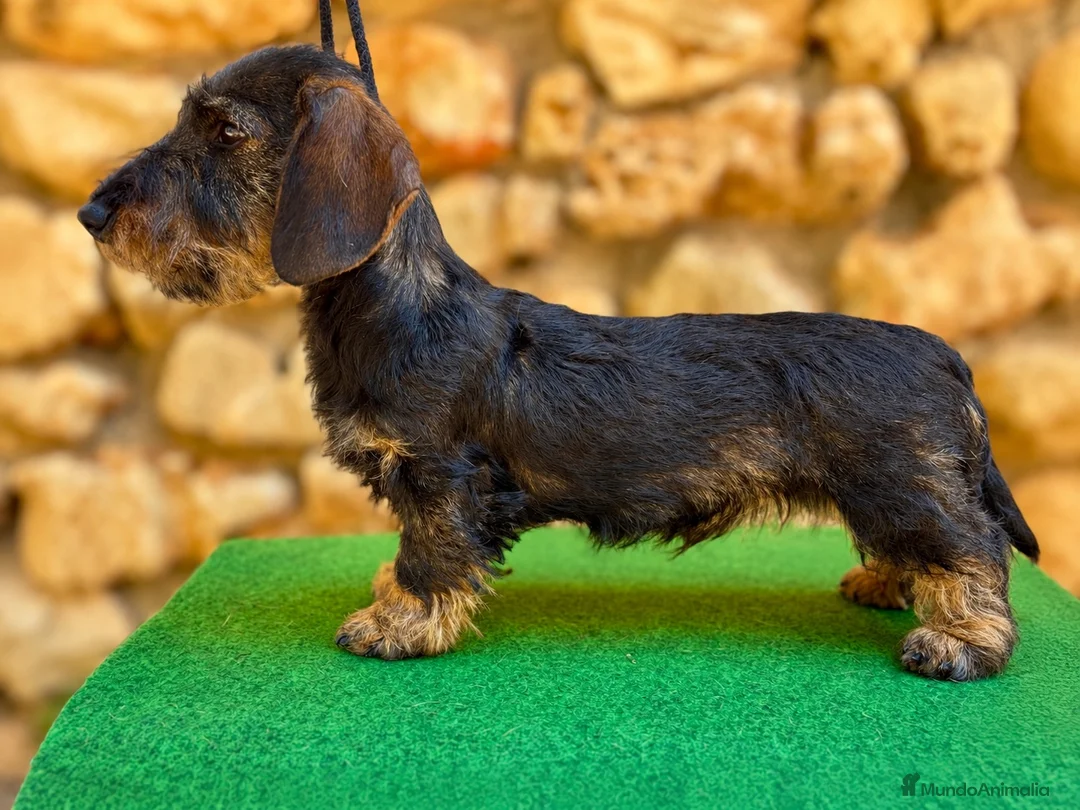 Teckel Miniatura perros en venta: Teckel miniatura pelo duro- ULTIMO CACHORRO - Anuncio 2