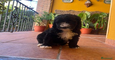 Perro de Agua Español perros - Anuncio 5