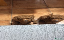 Caniche Toy perros en venta: Hermanitos de Caniche rojo toy disponible.  - Imagen 4