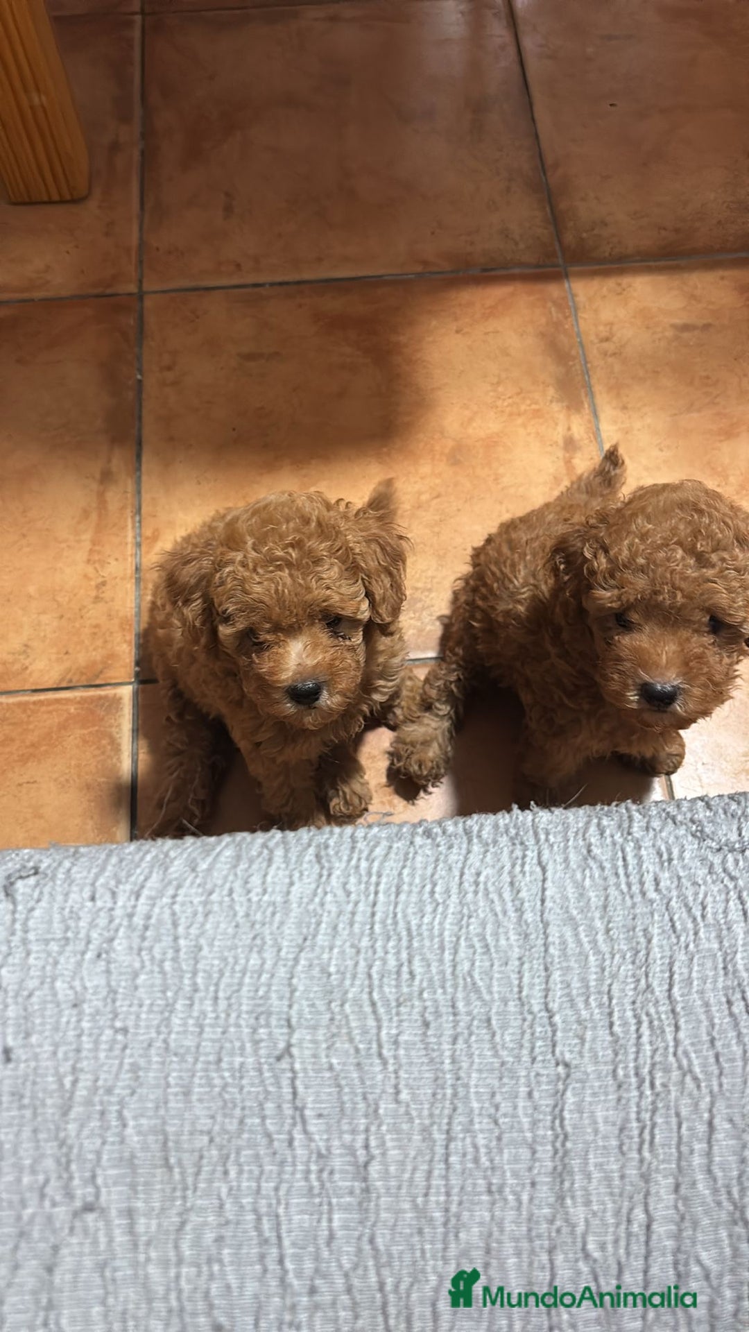 Caniche Toy perros en venta: Hermanitos de Caniche rojo toy disponible.  - Imagen 4