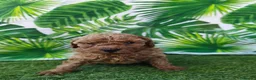 Caniche Toy perros en venta: Espectacular caniche toy en Barcelona - Anuncio 9