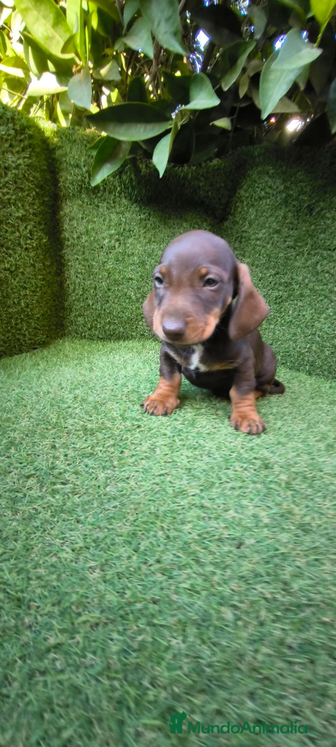 Teckel Miniatura perros en venta: camada teckel miniatura chocolates 3 machos  - Anuncio 2