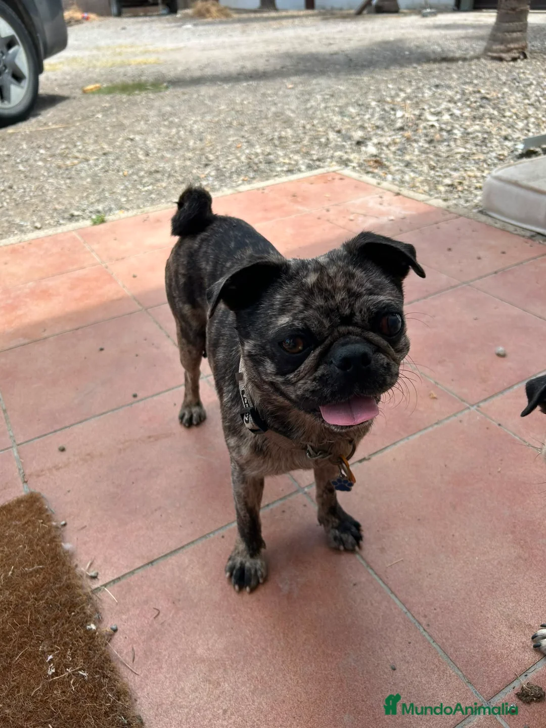 Carlino - Pug perros en venta: Disponible Carlinos de Calidad  - Anuncio 5