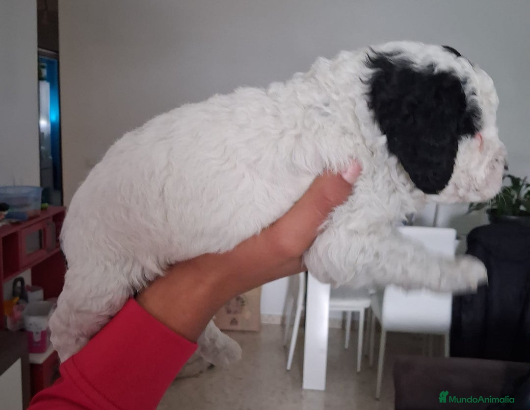 Perro de Agua Español perros en venta: PERRO DE AGUA ESPAÑOL - Anuncio 6