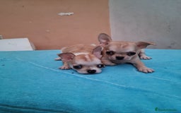 Chihuahua perros en venta: Chihuahuas toy - Imagen 11