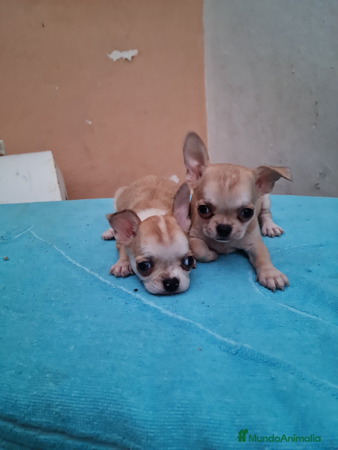 Chihuahua perros en venta: Chihuahuas toy - Imagen 11