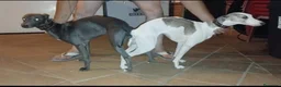 Whippet perros en venta: Whippet  - Anuncio 7