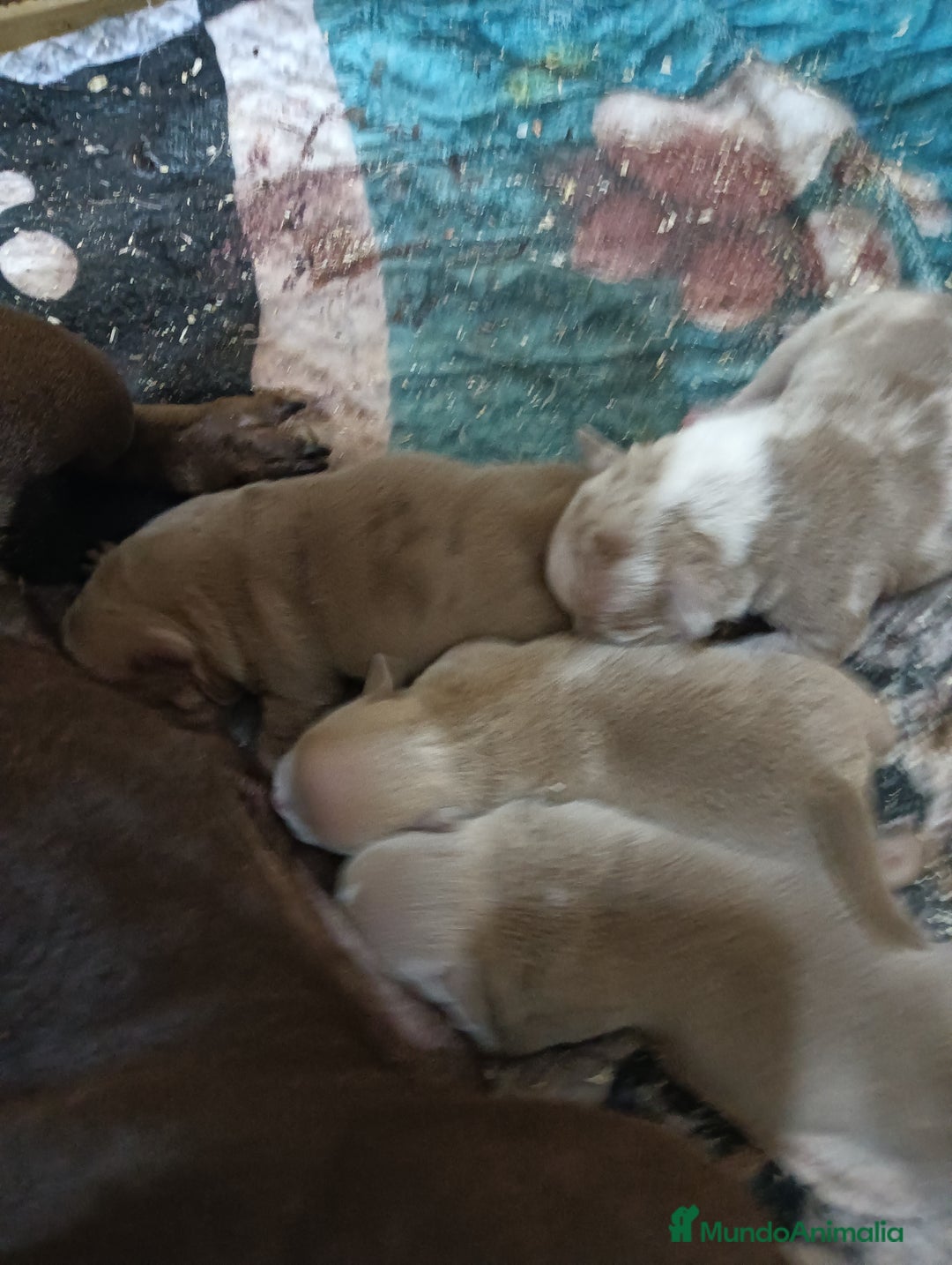American Bully perros en venta: América bully micro exótico  - Anuncio 7
