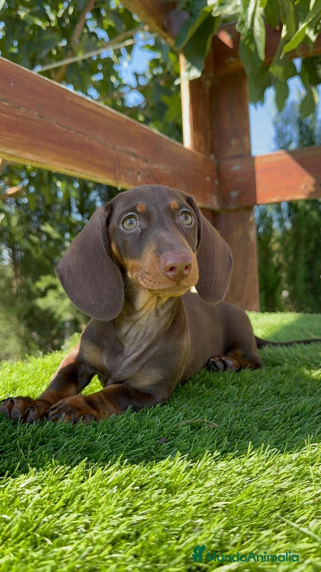 Teckel perros en venta: TECKEL MINIATURA HEMBRA - Imagen 25