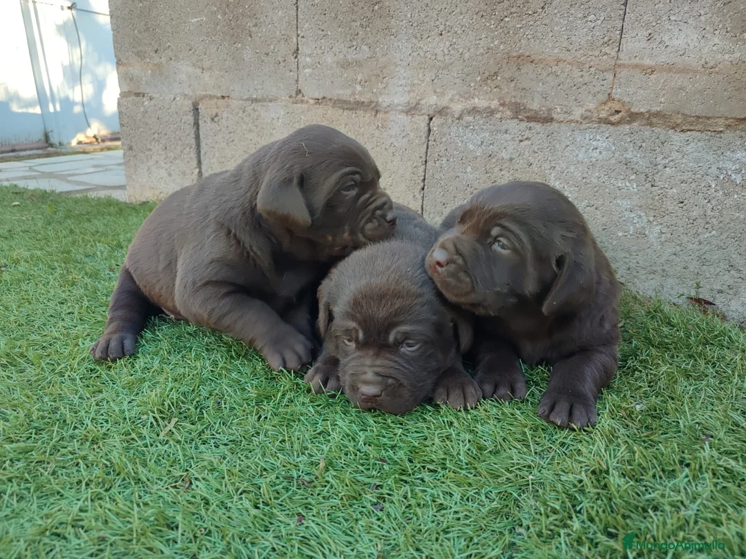 Labrador Retriever perros en venta: Cachorros de labrador chocolate  - Anuncio 2