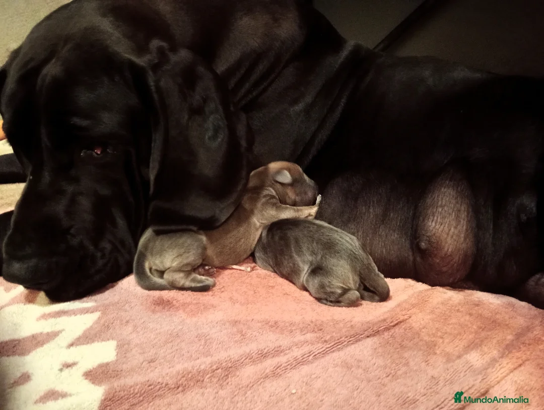 Raza Mixta perros en venta: 🐾 NUEVA CAMADA 2026 – GRAN CRESTADO - Anuncio 6