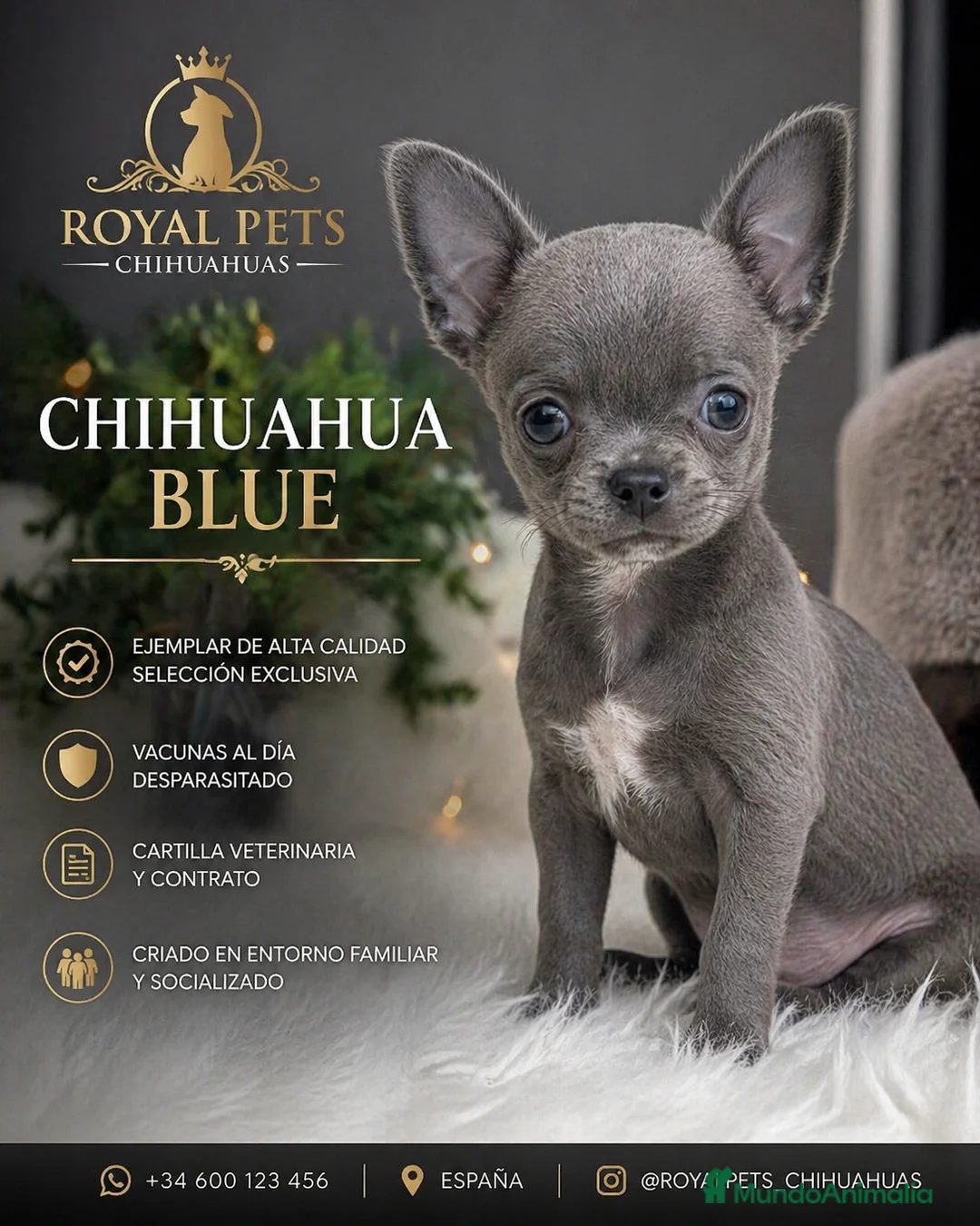 Chihuahua perros en venta: CHIHUAHUA LILAC, BLUE, MERLE en Cáceres - Anuncio 1