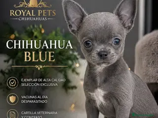 Chihuahua perros CHIHUAHUA LILAC, BLUE, MERLE - Anuncio 1