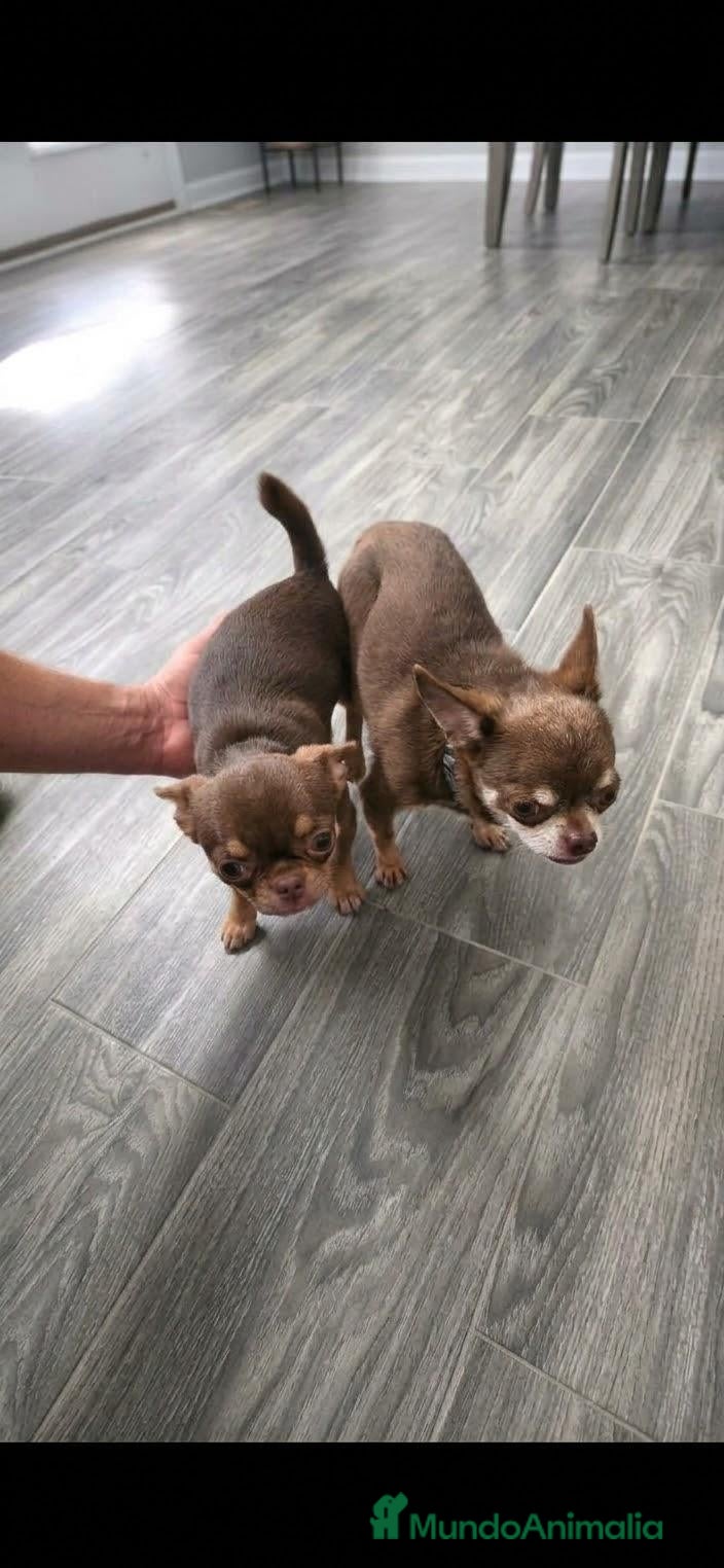 Chihuahua perros SE OFRECE CHIHUAHUA PARA MONTA  - Anuncio 1