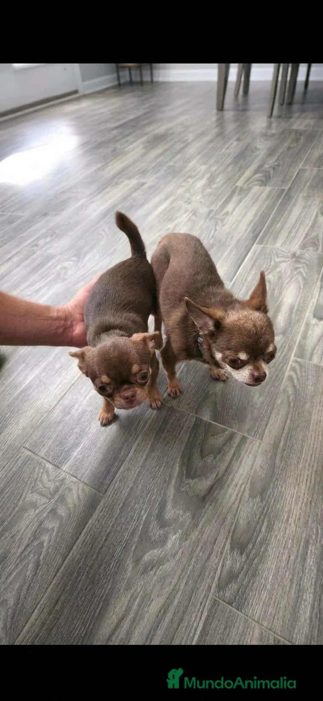 Chihuahua perros para monta: SE OFRECE CHIHUAHUA PARA MONTA  - Anuncio 1